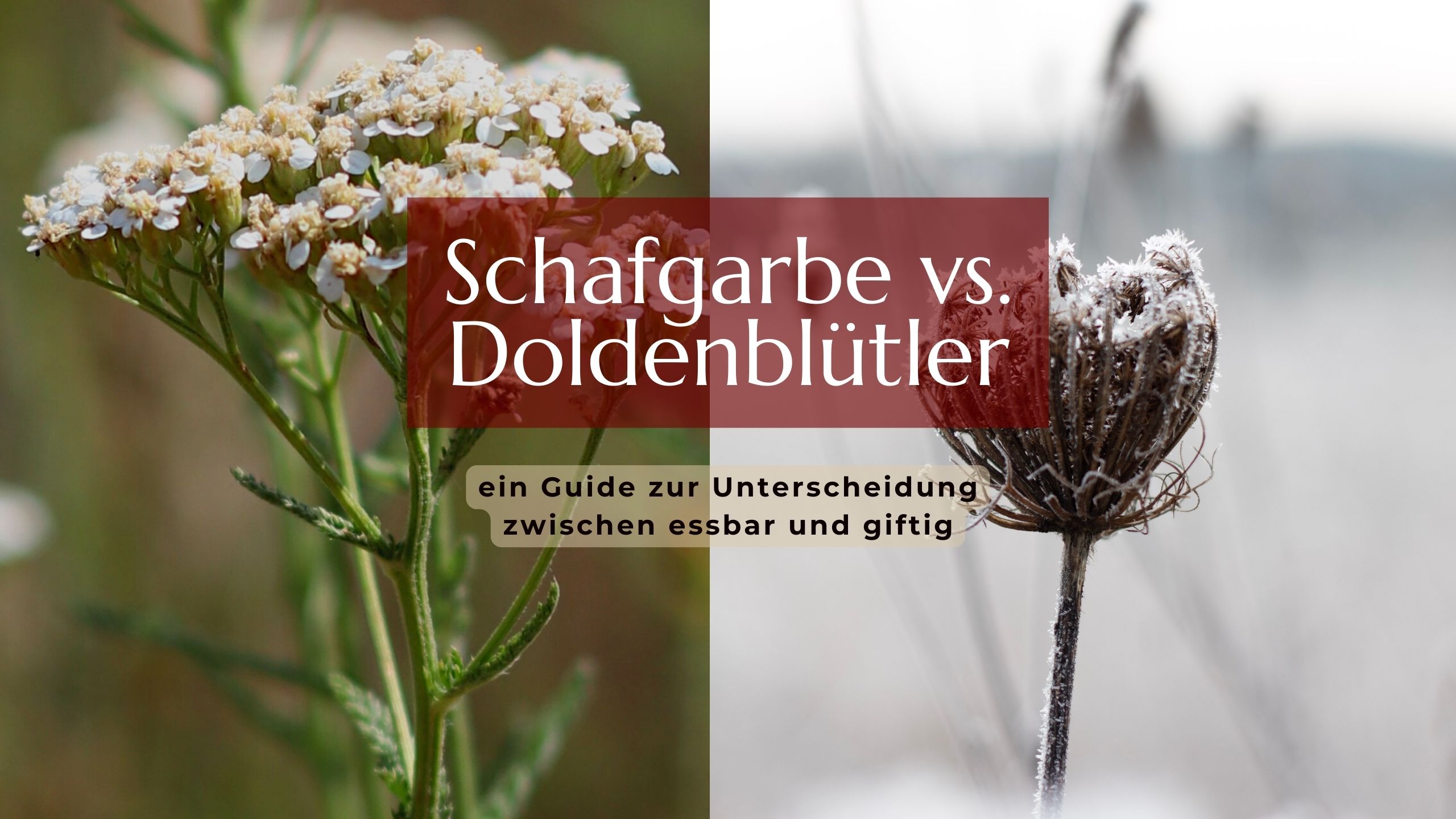 Schafgarbe vs Doldenblütler: ein Guide zur Unterscheidung zwischen essbar und giftig