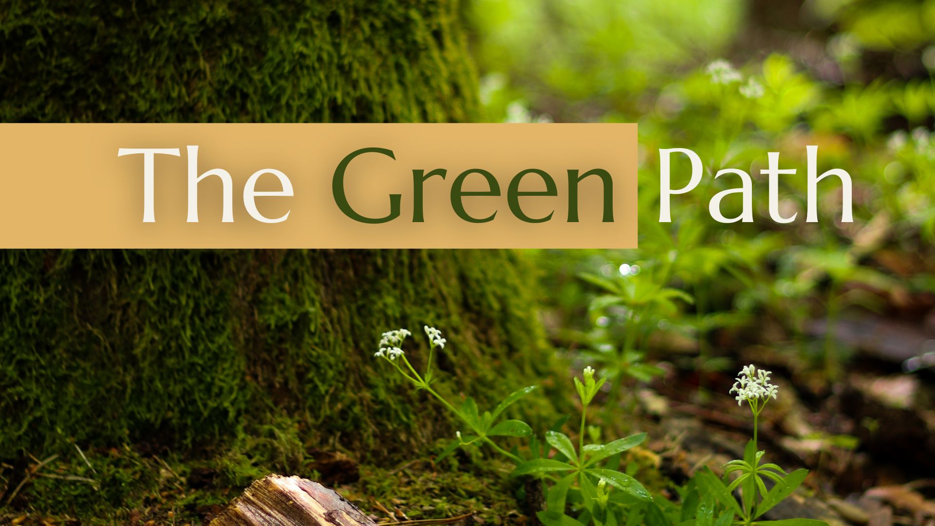 The Green Path - 4 Monate Audiokurs