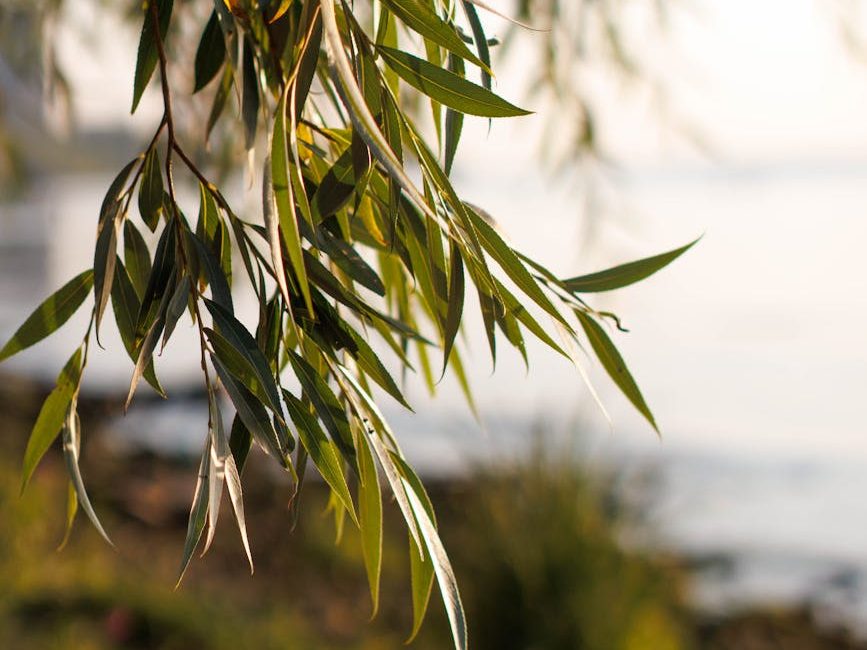 close up of tree branch in nature