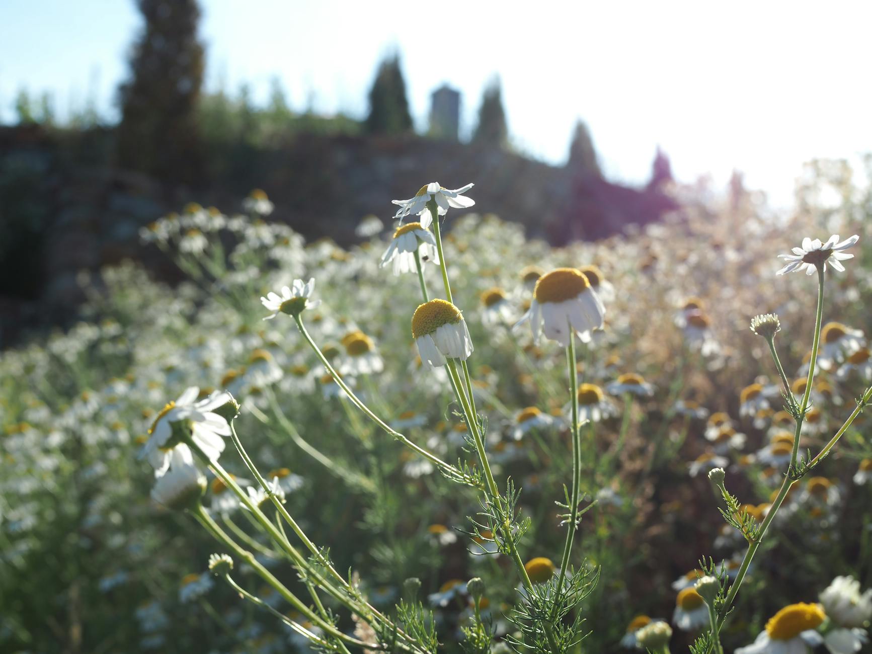 chamomile flowers in sunny meadow at sunrise